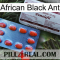 African Black Ant 36